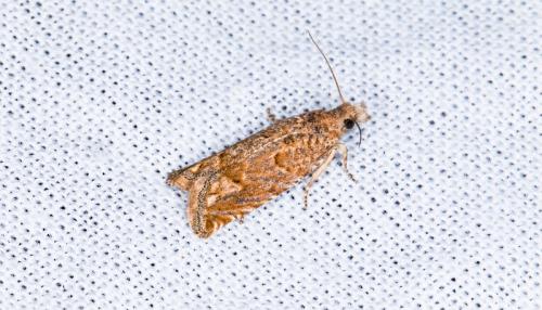 Réf. 221 750 : Pelochrista sp.